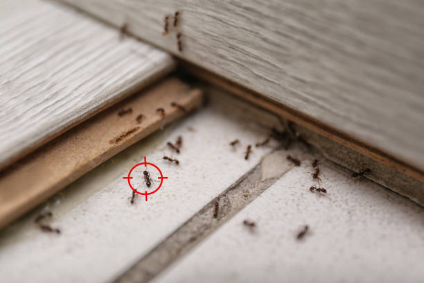 Best Pest Control for Homes  in Garland, TX