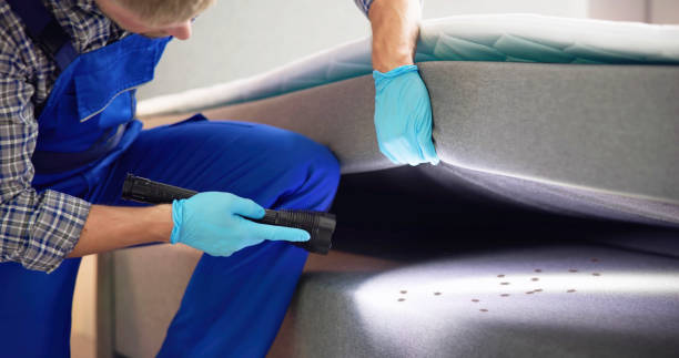 Best Spider Control Near Me  in Garland, TX