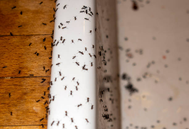 Best Cockroach Control Services  in Garland, TX