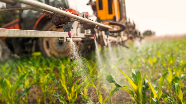Best Ant Control Services  in Garland, TX